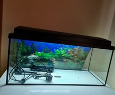 Fish Tank
