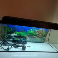 Fish Tank
