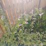 Plant Image 2