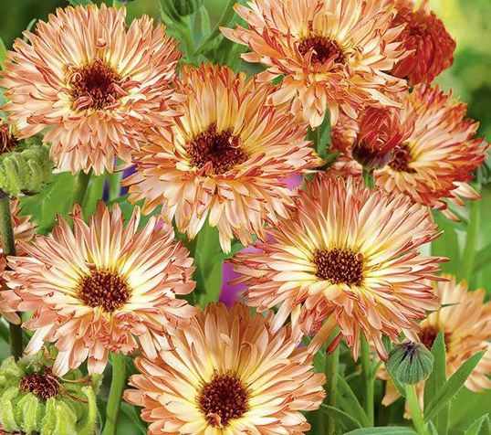 (C) Marigold Sunset Buff seeds 1g Limited Stock (414888)