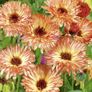 (C) Marigold Sunset Buff seeds 1g Limited Stock (414888) Image 2