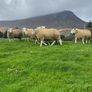 Cheviot Ram Lambs Image 4