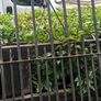house gates Image 3