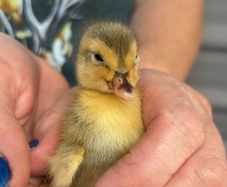 11 fertilized call duck eggs