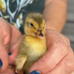 11 fertilized call duck eggs