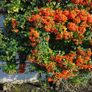 Laurel Hedging One Euro Image 3