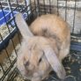 Rabbits-Dwarf Image 3