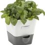 Self-Watering Potted Herb Keeper Image 3