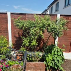 plants