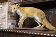 Vintage Taxidermy Red Fox