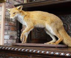 Vintage Taxidermy Red Fox