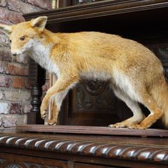 Vintage Taxidermy Red Fox