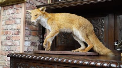 Vintage Taxidermy Red Fox