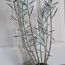 Succulent house plant Image 4