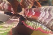 plants