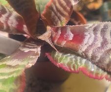 plants