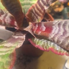 plants