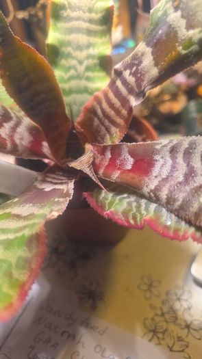 plants