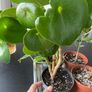 plants Image 5
