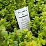 Herbs, Large Plants Image 9