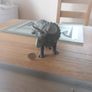 Papo Figurine of a Triceratops Dinosaur Image 2