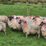 Crossbred lambs Image 3