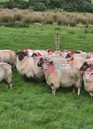 Crossbred lambs