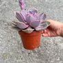 plant Image 3