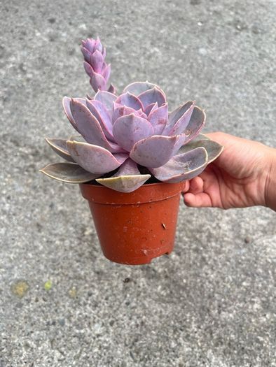 plant