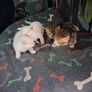 kittens free to good home Image 3