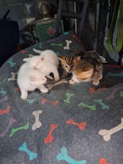 kittens free to good home