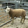 Livestock Image 2