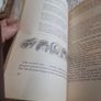 James and the Giant Peach (Paperback) Image 7