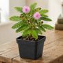 Buzzy Touch-Me-Not Mimosa seeds 0.2g | Sow in July Image 3