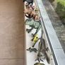 Selection of Dinosaurs Image 2