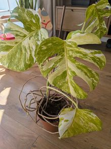 Monstera Deliciosa Variegated