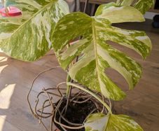 Monstera Deliciosa Variegated
