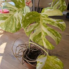 Monstera Deliciosa Variegated