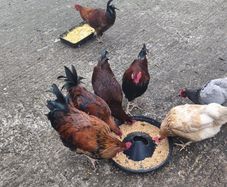 Roosters - FREE to take