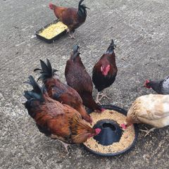 Roosters - FREE to take