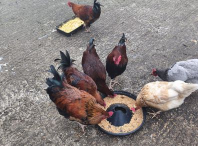 Roosters - FREE to take
