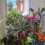 Plants and decorations Image 2