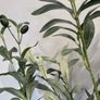 plant and Image 2
