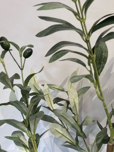plant and