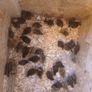 Japanese quail hatching eggs Image 8
