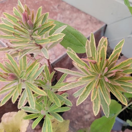 instant garden starter pack of 20 plants