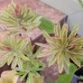 instant garden starter pack of 20 plants Image 9