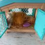 Little live pets mama surprise guinea pigs Image 2