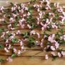 Beautiful 14 X 86cm Large Long Wired Cherry Blossom Artificial Flowers (Bendable) Image 9
