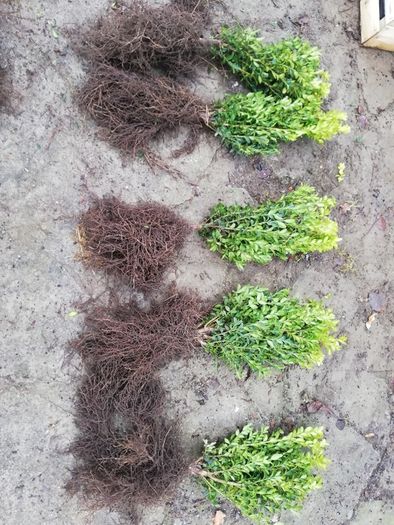 Box Hedging
